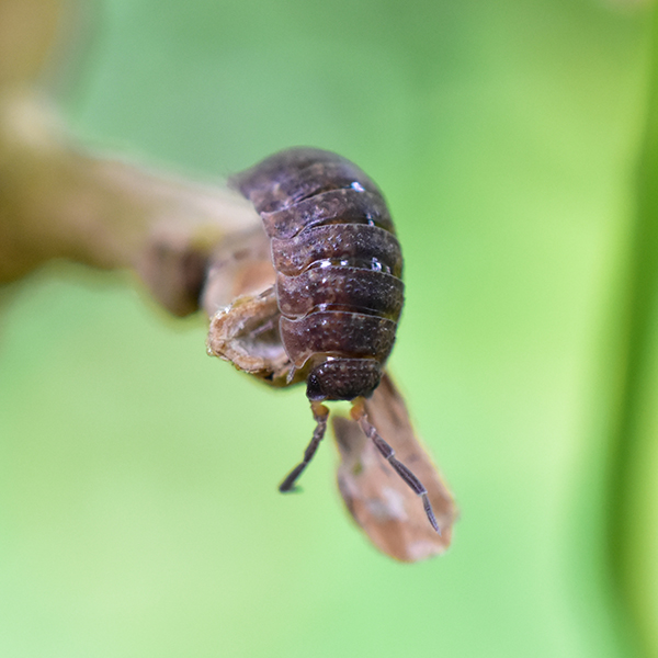 Pissebed op blad