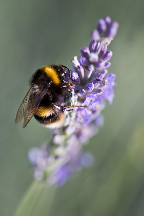 Bijen op bloem