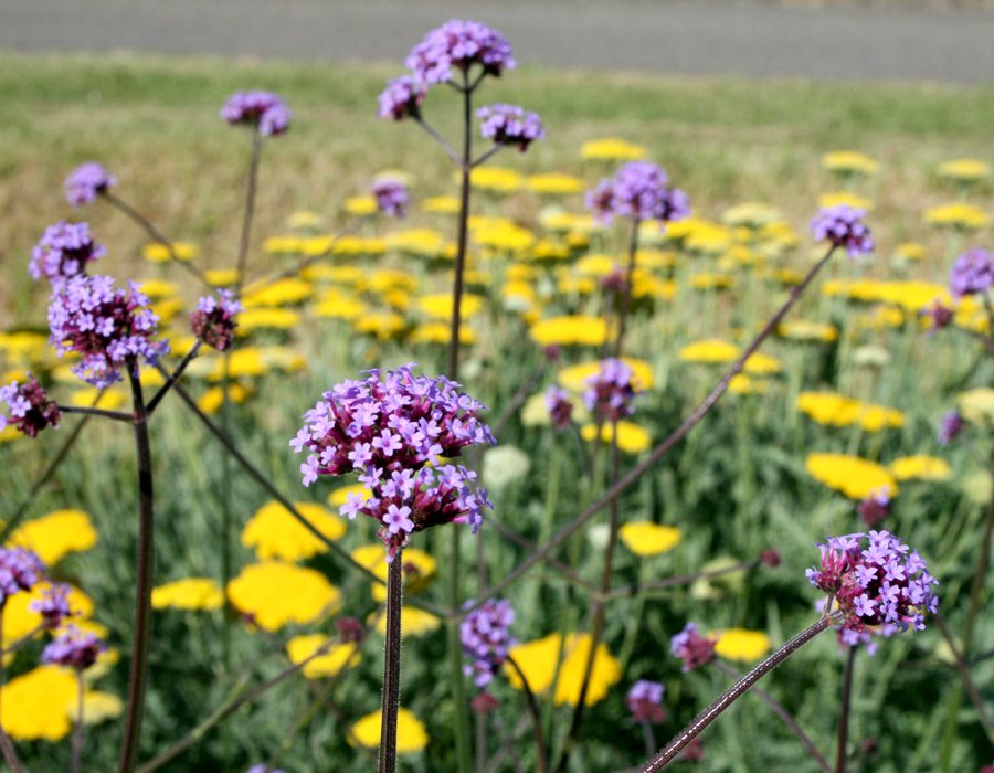 Bloemen close-up