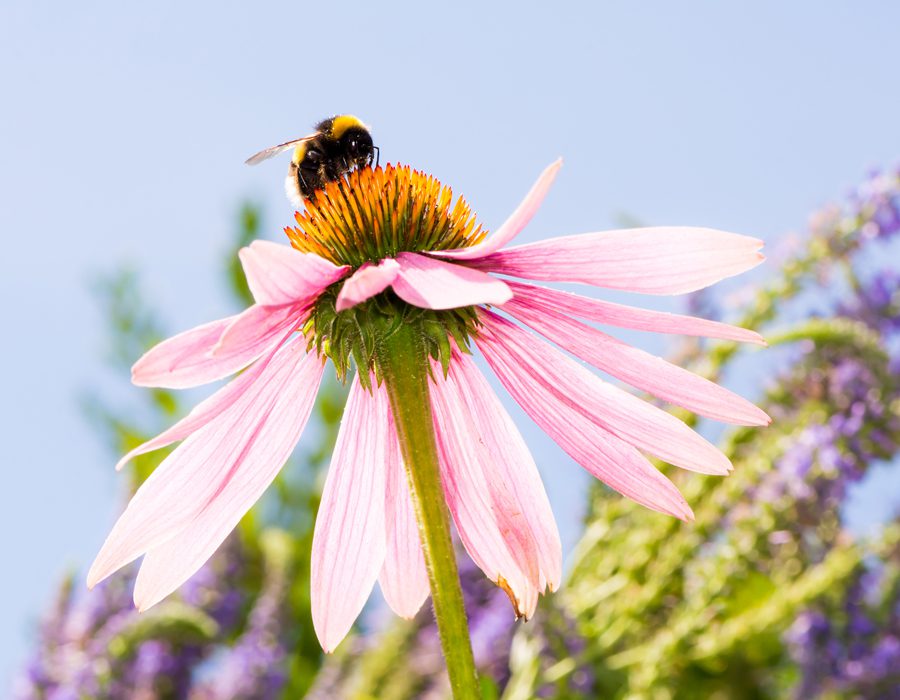 Bij op bloem