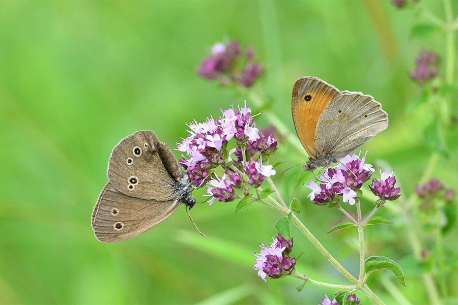 fauna origanum vulgare