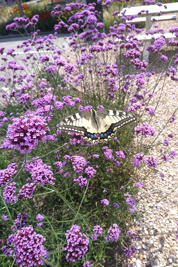 Vlinder in tuin op paarse bloemen