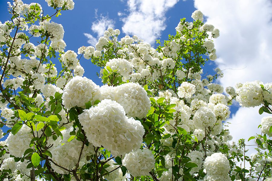 viburnum opulus