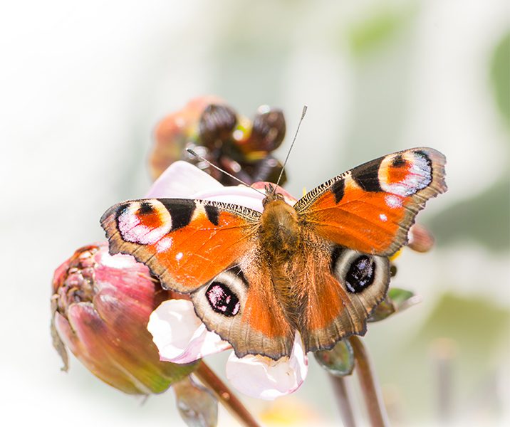 Vlinder op roze bloem