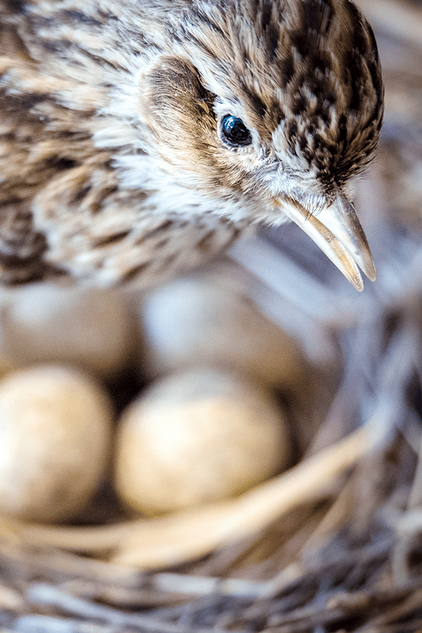 Vogel met eieren