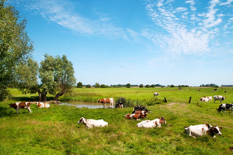 IPM koeien in de wei