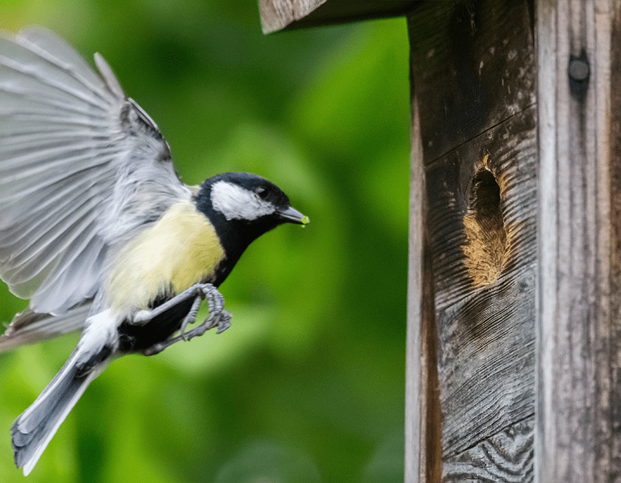 Mees naar vogelhuis vliegend