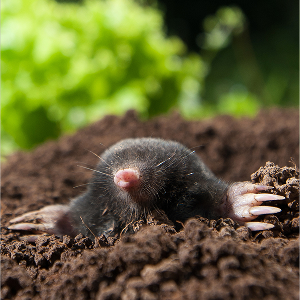 Mol in tuin uit de grond