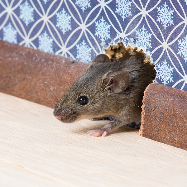 Muis die binnen probeert te komen door een gat in de muur