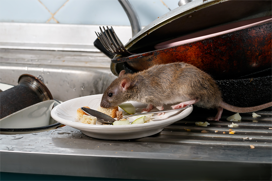 Rat eet etensresten op