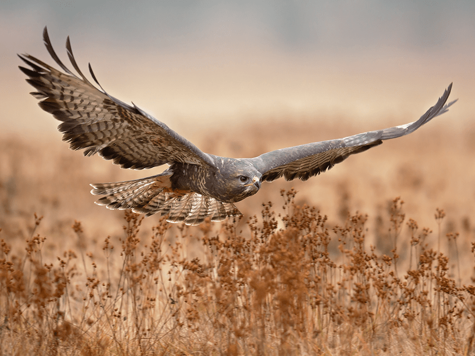 Roofvogels vliegen