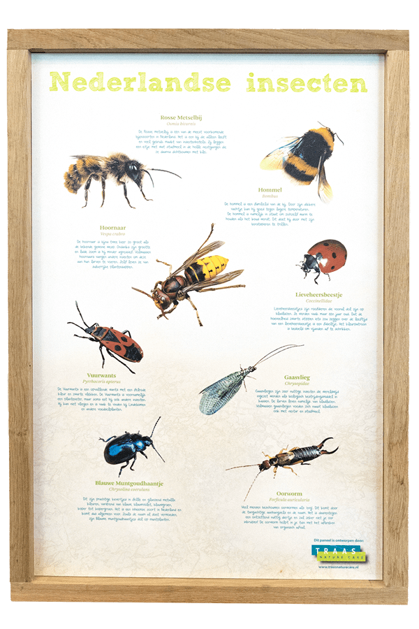 Nederlandse insecten bord groot