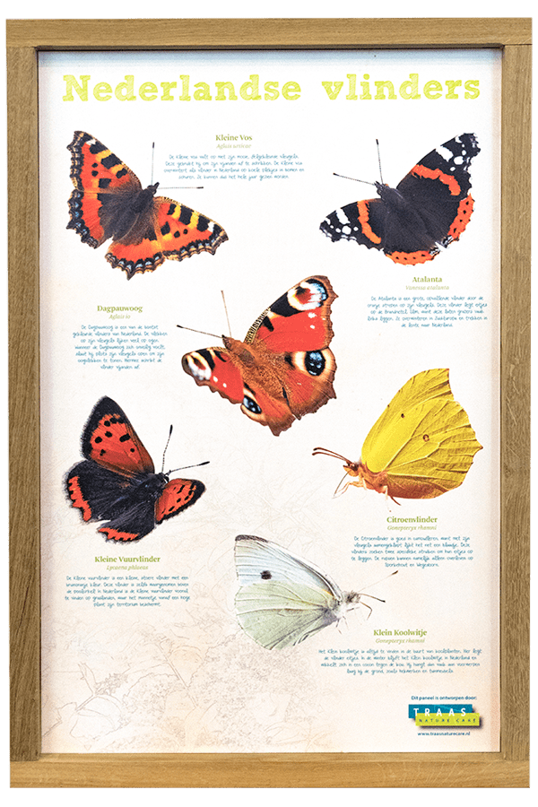 Grotere informatie bord van Nederlandse vlinders