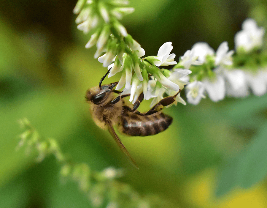 Bij op witte wilde bloem