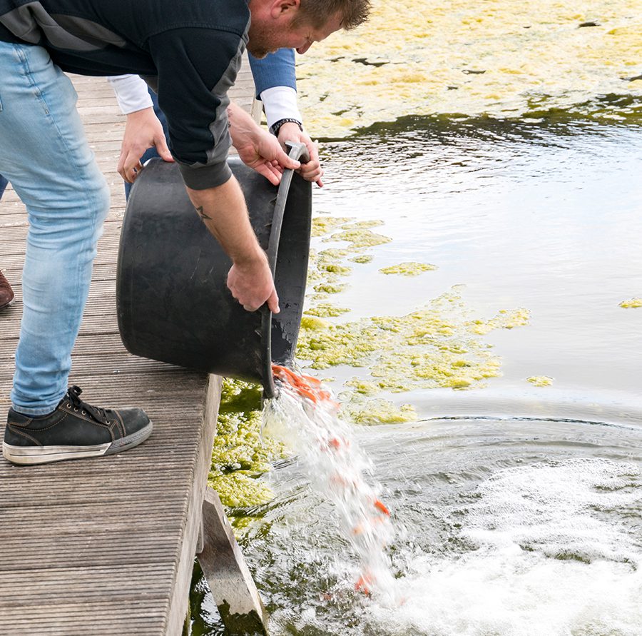 Vissen uitzetten voor biologische bestrijding