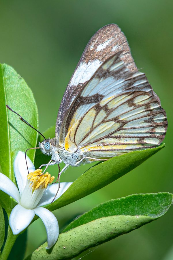 Vlinder op bloem