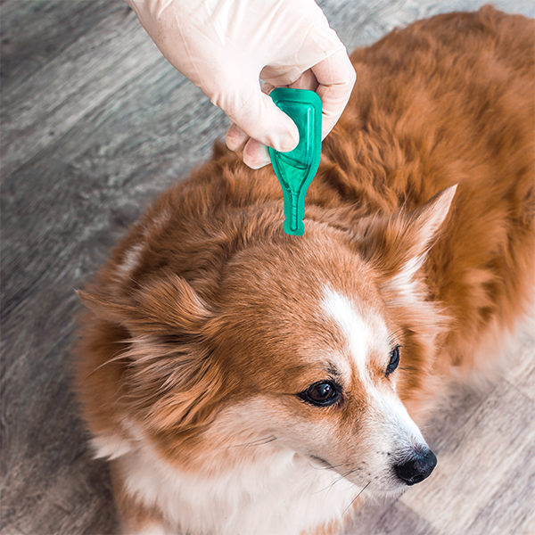 Vlooien pipet op hond