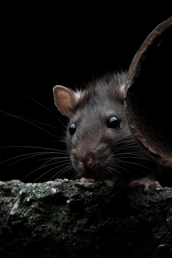 Rat naast een pijp