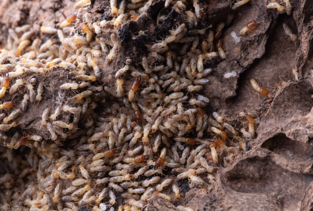 Termieten nest