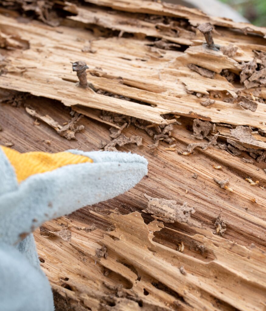 Termieten schade op hout