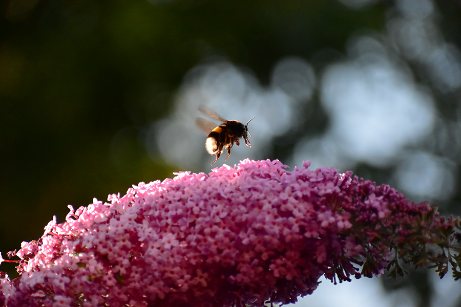 Aardhommel vliegend over vlinderstruik