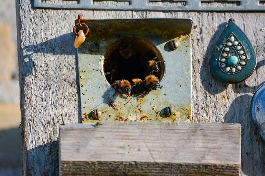 Boomhommel in een vogelnestkasje