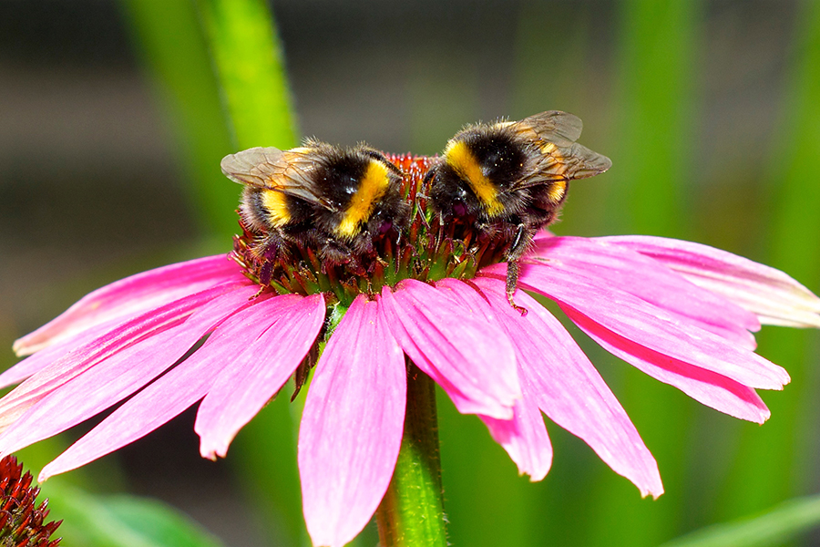 twee hommels op bloem