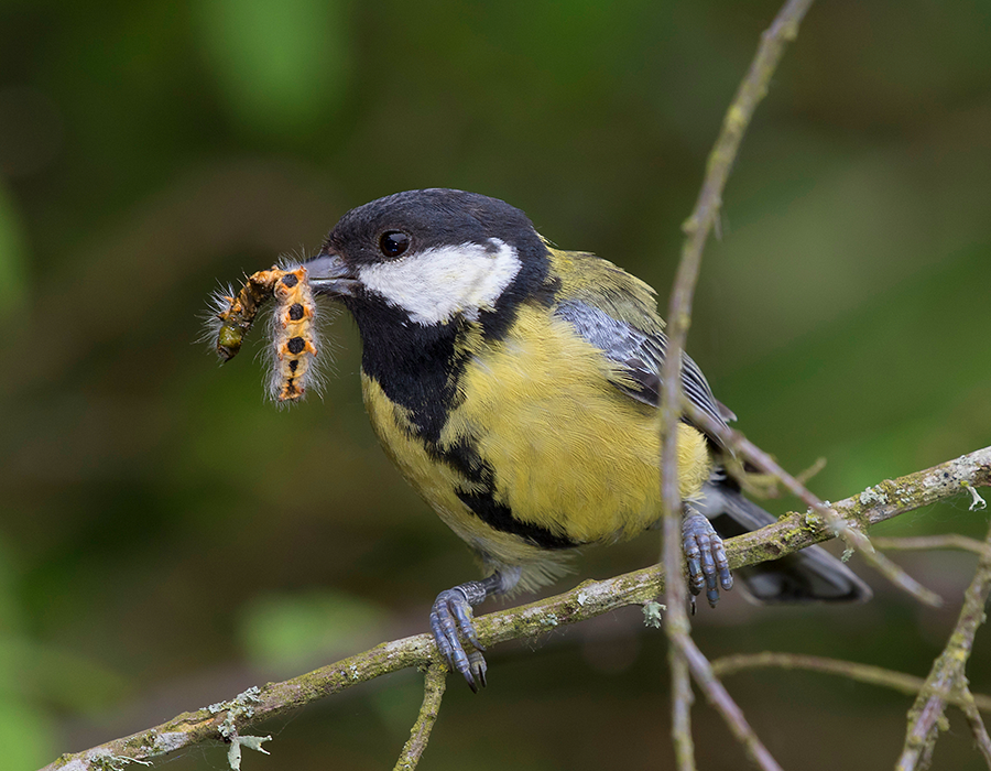 Eikenprocessierups word door vogel opgegeten