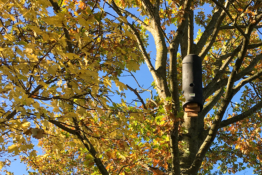 Vogelhuisje in boom