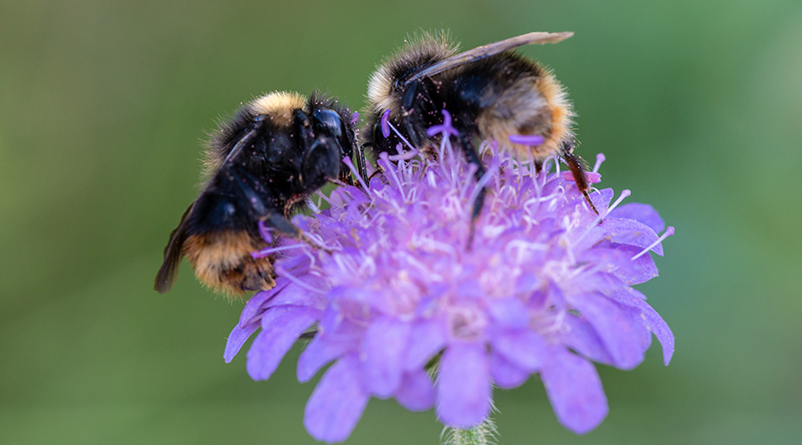 twee hommels op een bloem