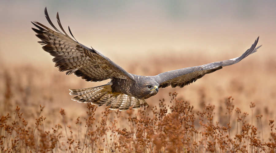 buizerd