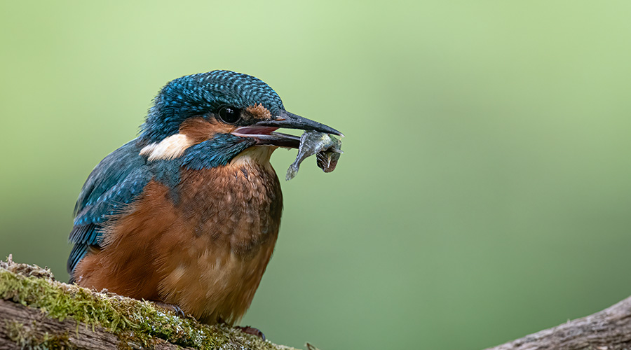 ijsvogel